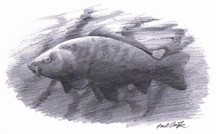 Drawing of fish by paul Cook